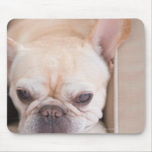 Mousepad Buldogue francês que descansa no sofá