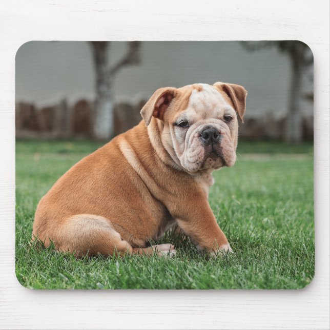 Mousepad Buldogue inglês, cão, doce (Frente)