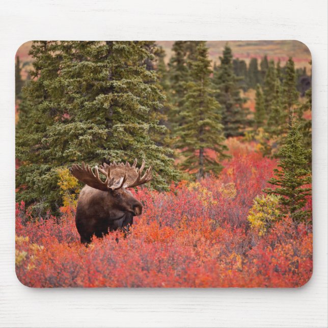 Mousepad Bull Moose Em Pássaro Vermelho Anão (Frente)