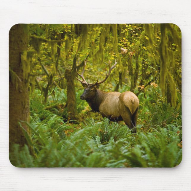 Mousepad Bull Roosevelt Elk (Frente)