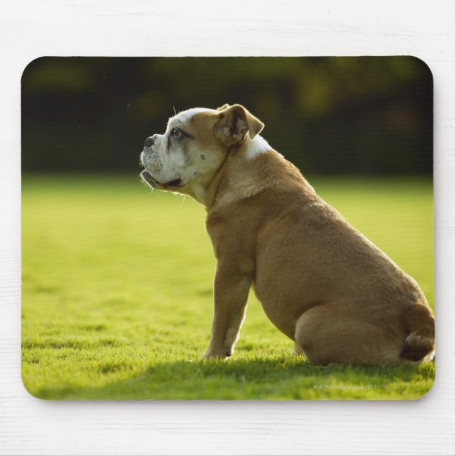 Mousepad Bulldog no campo (Frente)