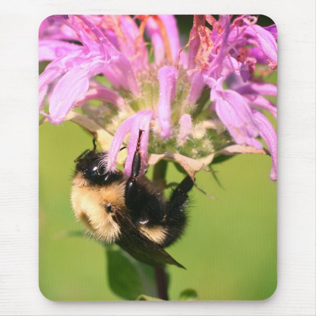 Mousepad Bumble Bee Na Flor Do Balm De Abelhas (Frente)
