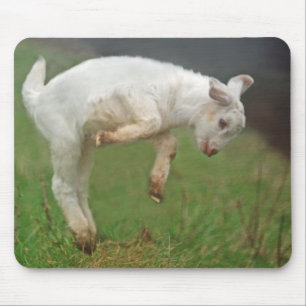 Mousepad Cabra branca do bebê engraçado da cabra que salt