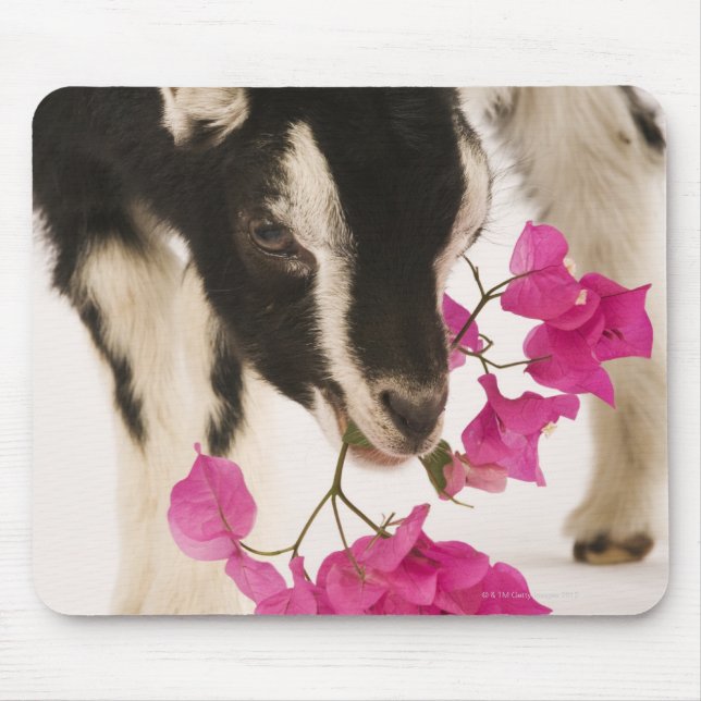Mousepad Cabra britânica domesticada (puto). Preto (Frente)
