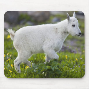 Mousepad Cabra montesa jovem no Logan Pass em Glacier