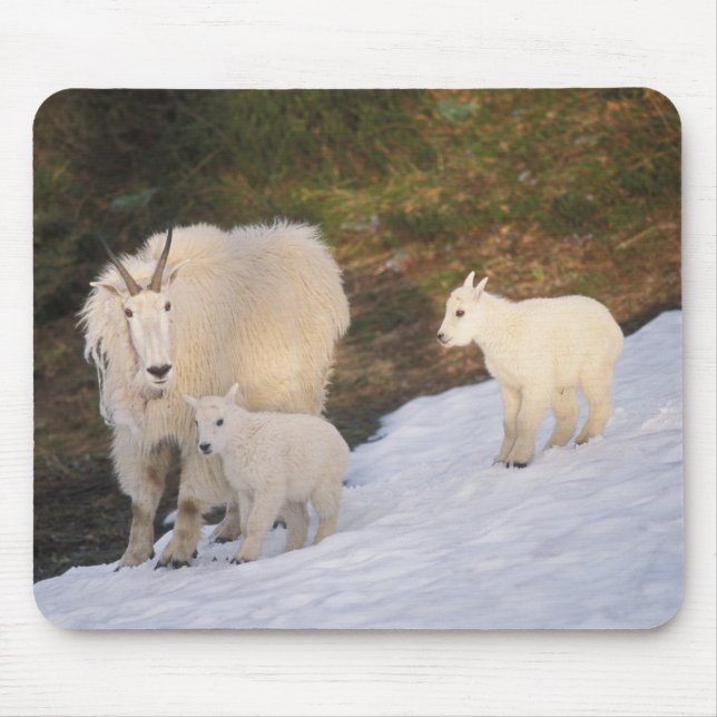 Mousepad cabras montesas (Frente)