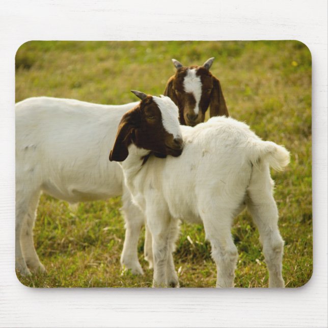 Mousepad Cabritos Boer Fofos se Aninham Marrons e Brancos (Frente)