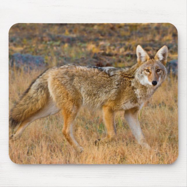Mousepad Caça ao coiote (Canis Latrans) (Frente)
