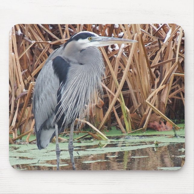 Mousepad Caça da garça-real de grande azul no inverno (Frente)