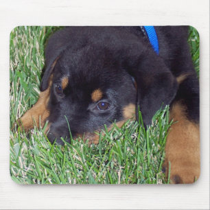 Mousepad cachorrinho.