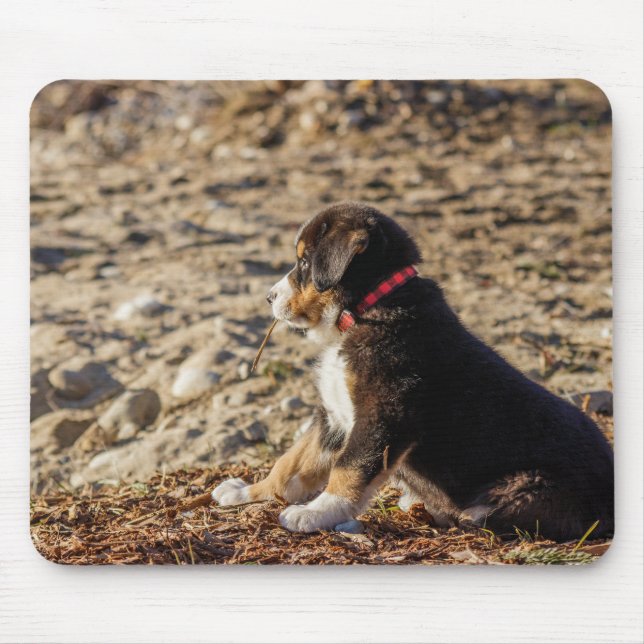 Mousepad cachorrinho, cão de montanha bernês, praia (Frente)