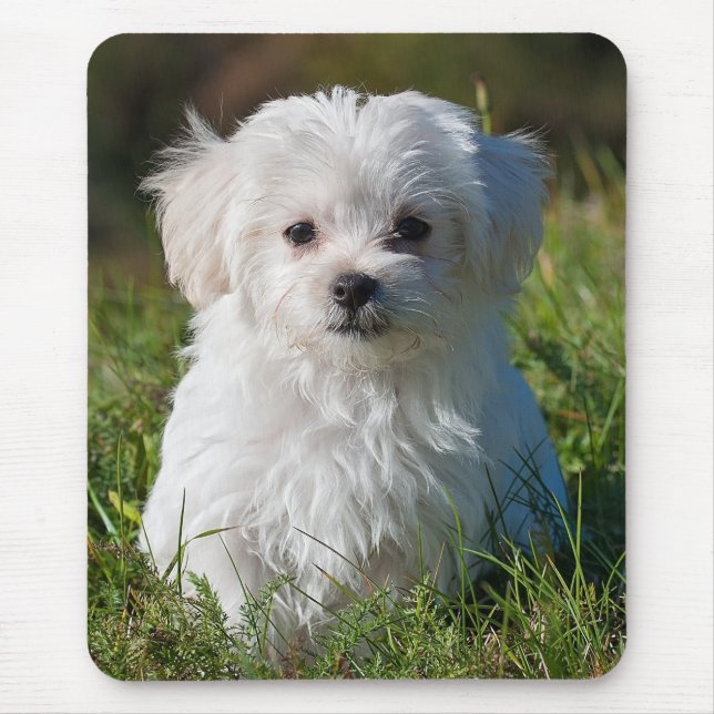 Mousepad Cachorro branco branco liso Maltês Cachorro (Frente)