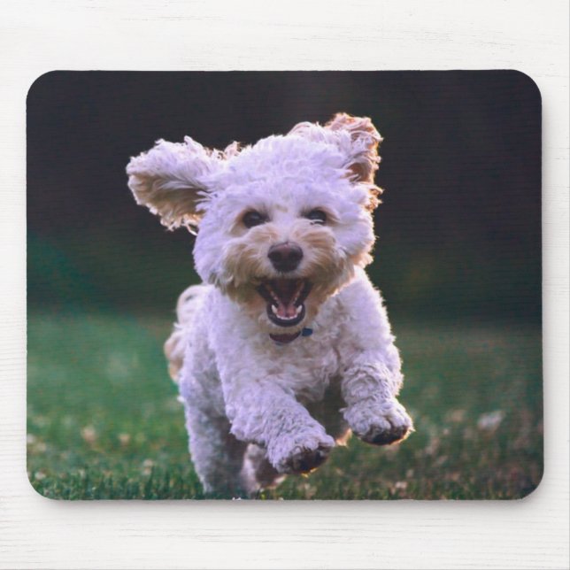 Mousepad Cachorro Branco de Poodle (Frente)