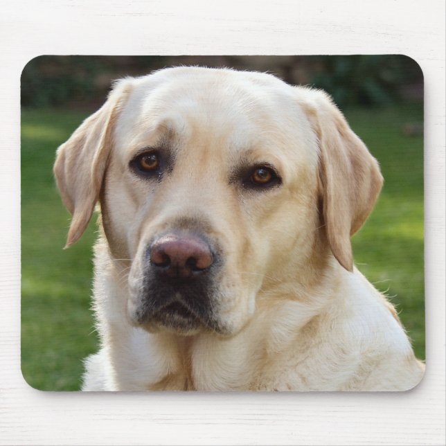 Mousepad Cachorro-Cachorro Amarelo Labrador Retriever - Ver (Frente)