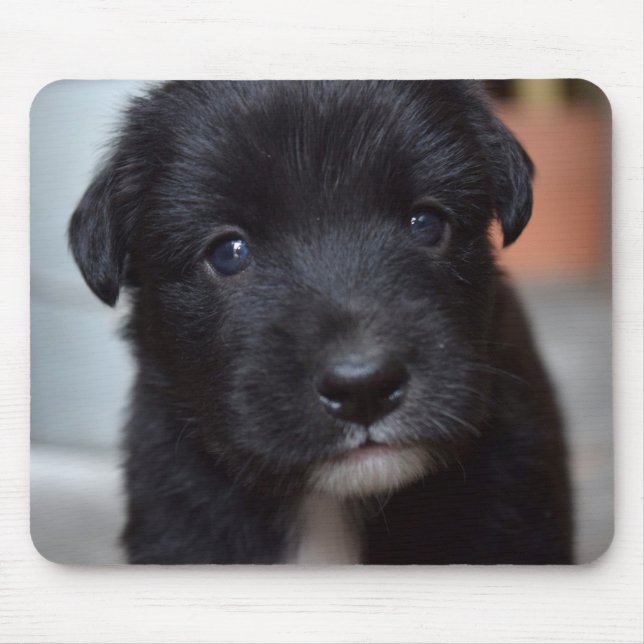 Mousepad Cachorro Cachorro Cachorro (Frente)