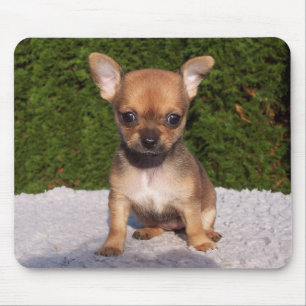 Mousepad Cachorro Cachorro Chihuahua