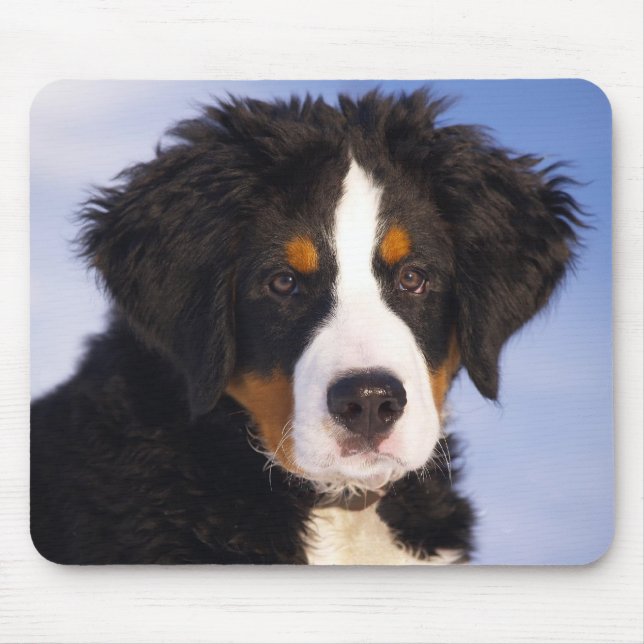 Mousepad Cachorro da Montanha Bernese (Frente)