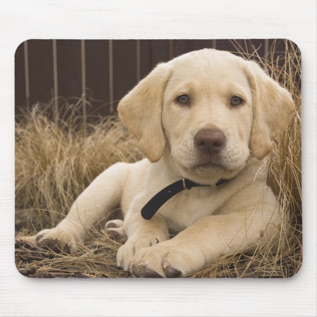 Mousepad cachorro da raça Labrador Retriever (Frente)