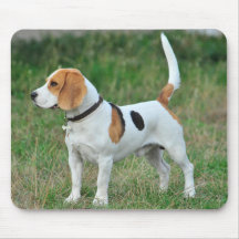 Cachorro de Beagle Hound