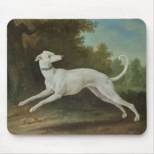 Cachorro de Greyhound Branco (por Jean-Baptiste Ou