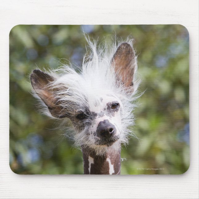 MOUSEPAD CACHORRO FURO CHINÊS (SEM CABELO) (Frente)