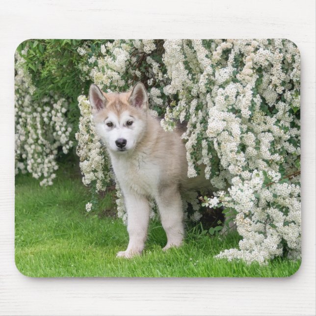 Mousepad Cachorro Malamute do Alasca em Flores Foto - (Frente)