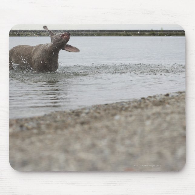 Mousepad Cachorro no lago balançando água (Frente)