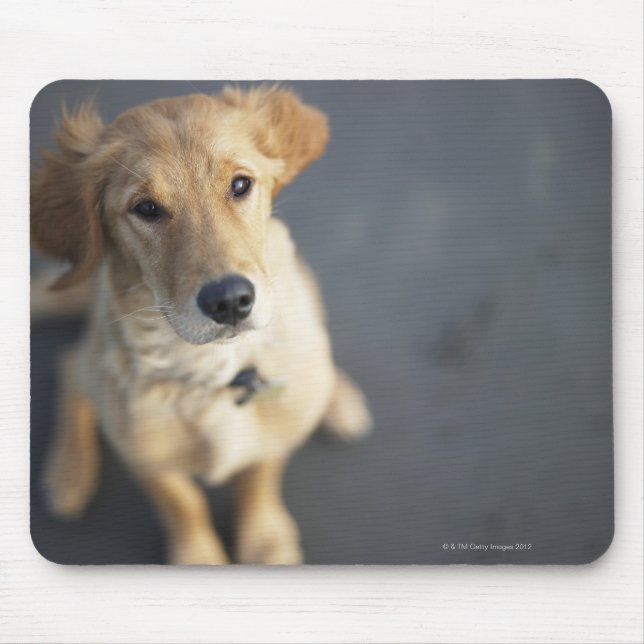 Mousepad Cachorro olhando (Frente)
