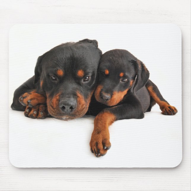 Mousepad Cachorro Rottweiler Filhote Branco Amor (Frente)
