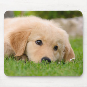 Mousepad Cachorro-Vendedor-ouro, Cachorro-Cachorro Sonhando