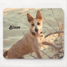 Cachorro Vermelho australiano - Heeler - na neve