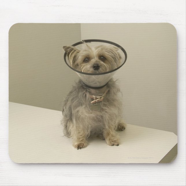 Mousepad Cachorro vestindo colar protetor (Frente)