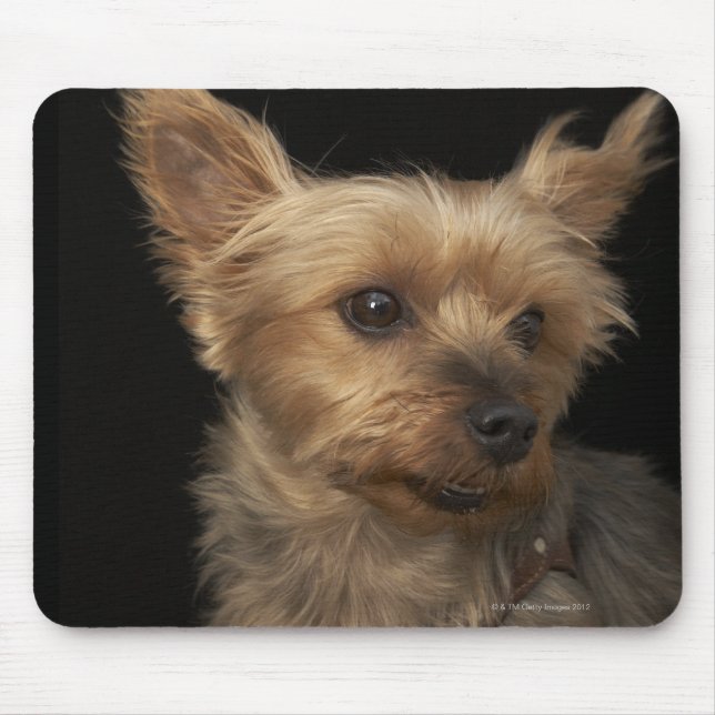 Mousepad Cachorro Yorkie de cabelo curto olhando para a dir (Frente)