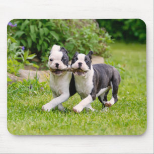 Mousepad Cachorros "Cute Boston Terrier" brincando