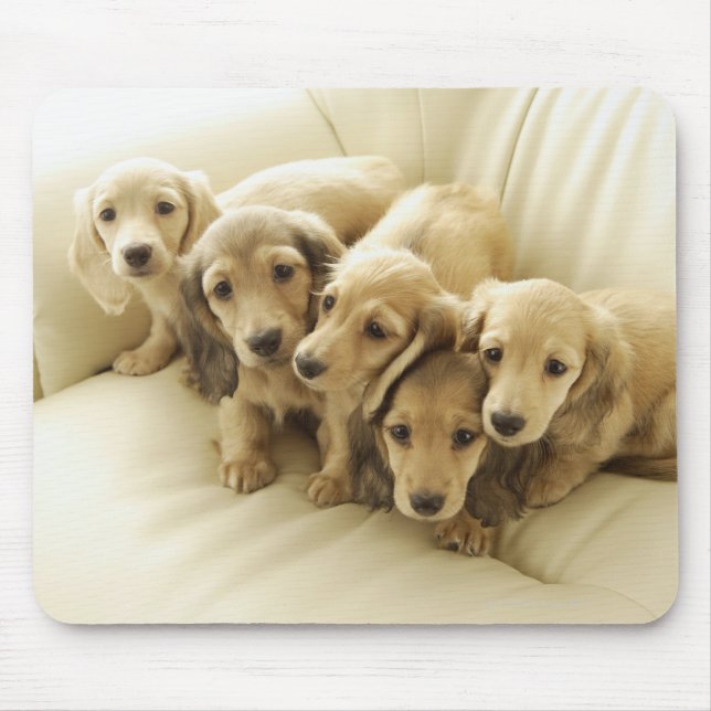 Mousepad Cachorros de salsicha (Frente)