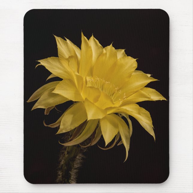 Mousepad Cacto flor amarela (Frente)