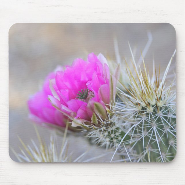 Mousepad Cactus rosa floresce (Frente)