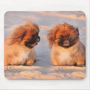 Mousepad Cães bonitos de Pekingese