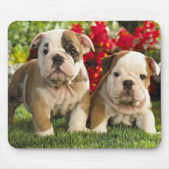 Mousepad Cães Cachorros Cachorros Cachorros (Frente)
