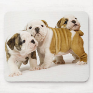 Mousepad Cães Cachorros Cachorros Cachorros Brancos Jogand
