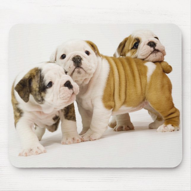 Mousepad Cães Cachorros Cachorros Cachorros Brancos Jogando (Frente)