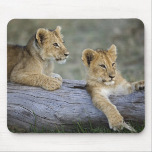 Mousepad Cães de leões em log, Panthera leo, Masai Mara,