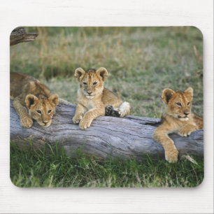 Mousepad Cães de leões em log, Panthera leo, Masai Mara, 2