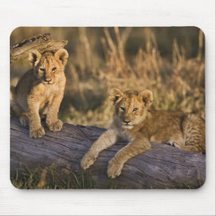 Mousepad Cães de leões em log, Panthera leo, Masai Mara, 3