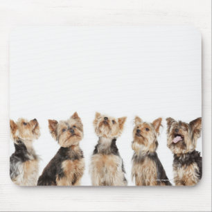 Mousepad Cães idênticos que sentam-se junto