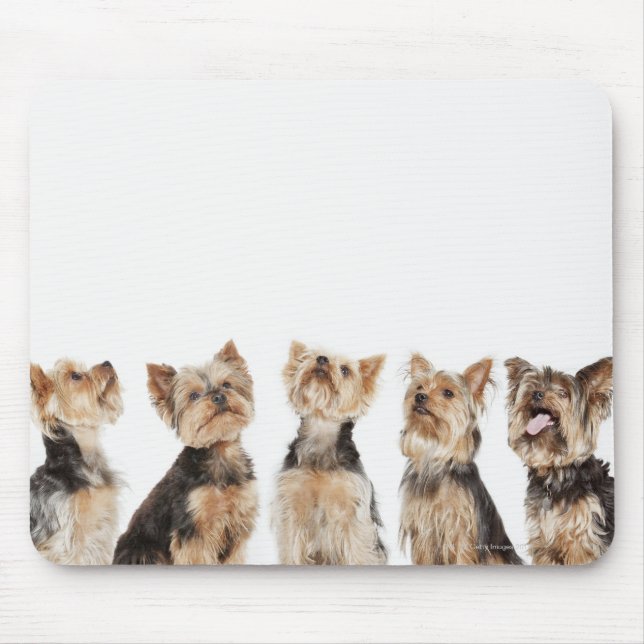 Mousepad Cães idênticos sentados juntos (Frente)