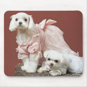 Mousepad Cães malteses
