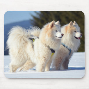 Mousepad Cães Samoídos na Neve