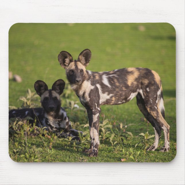 Mousepad Cães Selvagens Africanos na Tanzânia (Frente)