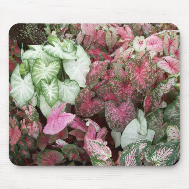 Mousepad Caladiums misturados (Frente)